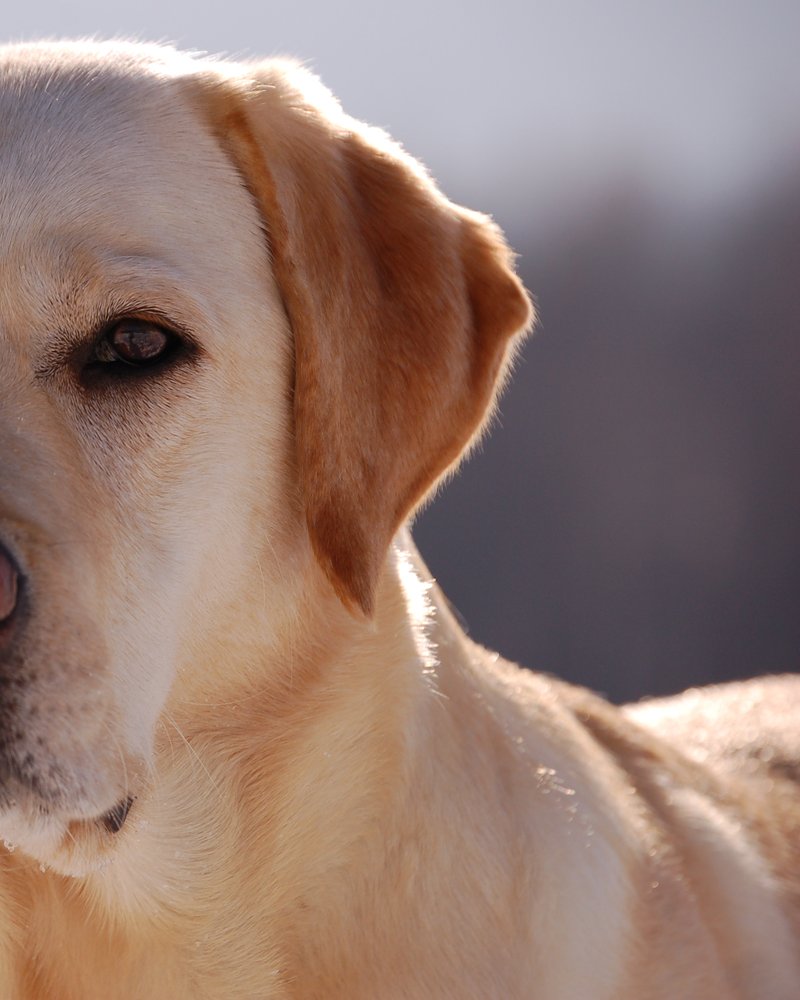 Chocolate Labrador Retriever in warm light with calm expression — ideal upload for AI portrait