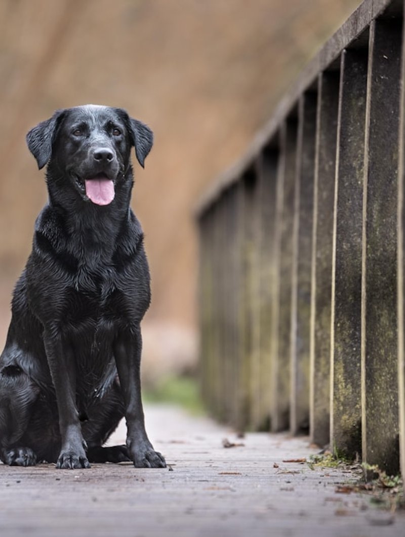 Yellow, black, and chocolate Labrador Retrievers side by side showing how each color photographs differently