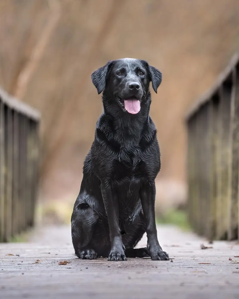 Labrador Retriever portrait