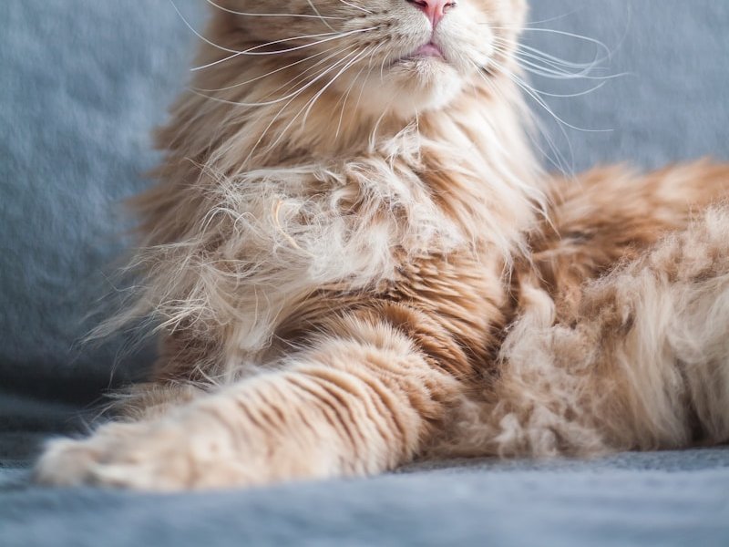 Maine Coon in natural window light showing detailed tabby coat pattern for AI portrait reference
