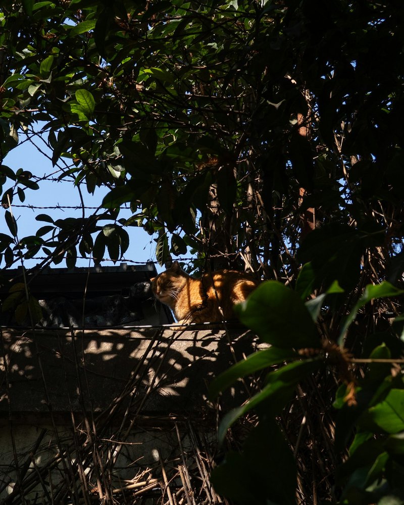 Maine Coon AI portrait in Caravaggio Twilight style showing dramatic lighting on lynx-tipped ears