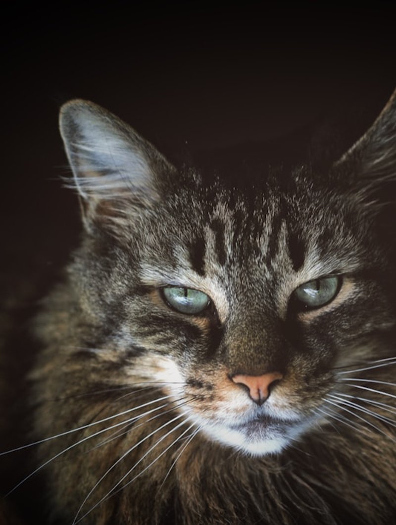 Maine Coon cat at three-quarter angle showing lynx-tipped ears and chin ruff — ideal for AI portrait generation