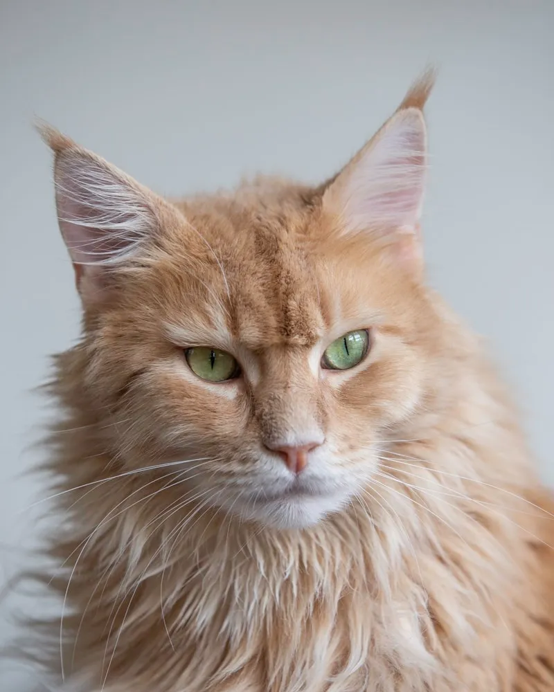 Maine Coon portrait