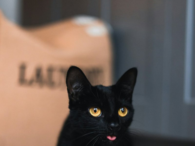 Maltese köpek koyu arka planda — net gözler ve görünür tüy dokusu