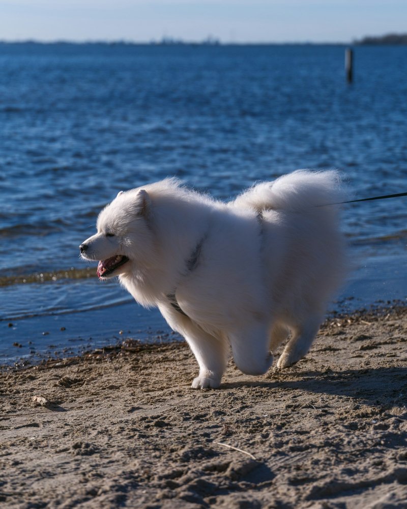 Maltese AI portre Royal Azure stilinde — derin mavi arka plana karşı beyaz tüy