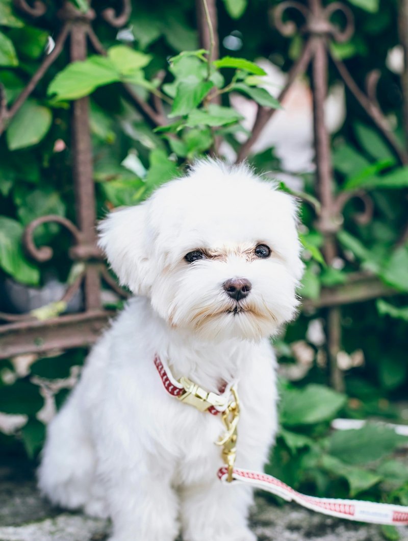 Maltese köpek portre — beyaz ipek tüye karşı koyu gözler, doğal kontrast