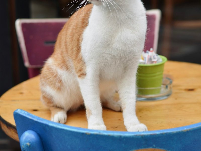 Manx kedisi yumuşak pencere ışığında yuvarlak gövde ve çift katmanlı tüy detayı AI portre yüklemesi için ideal