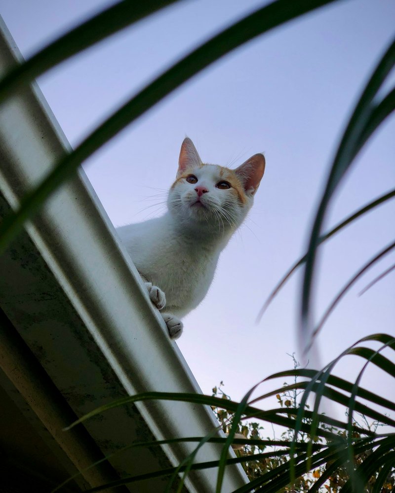 Manx kedisi yuvarlak yüz yakın çekim büyük gözler ırkın yuvarlak yüz hatları