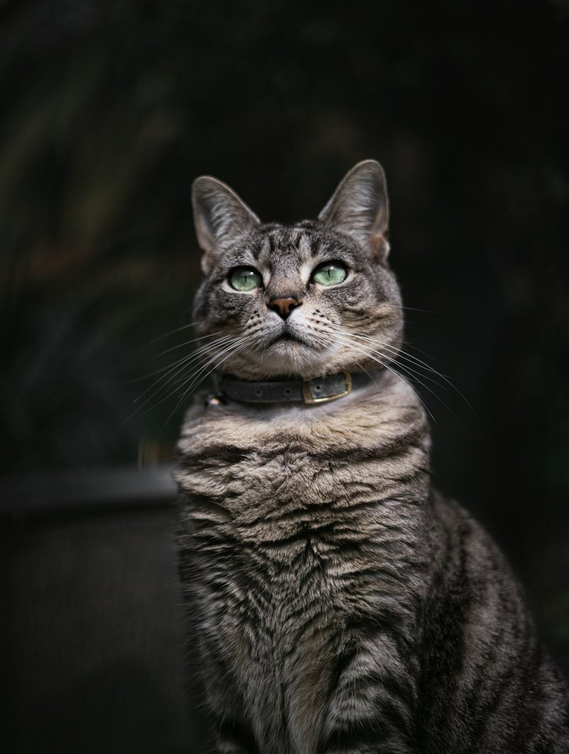 Manx kedisi önden portre yuvarlak kafa ve kuyruksuz silüet AI portre için ideal kadraj