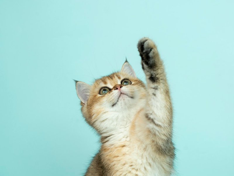 Norwegian Forest Cat close-up showing ear tuft detail and layered double coat texture — portrait-ready detail shot