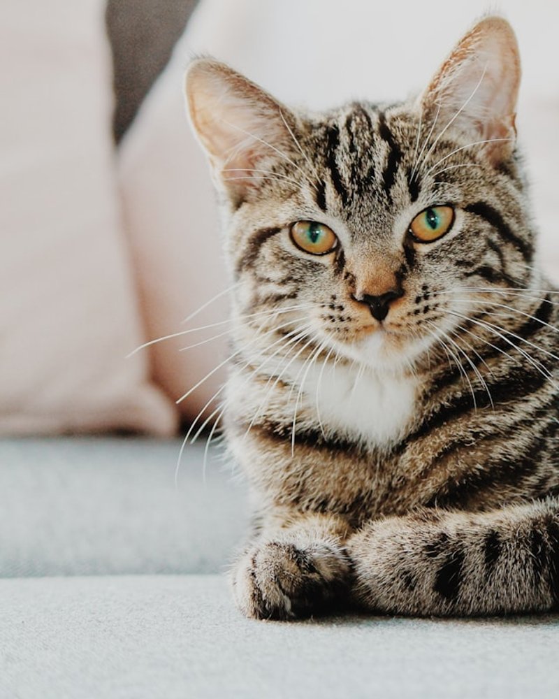 Norwegian Forest Cat in full winter coat showing thick double layer and bushy tail in natural cool light — best condition for AI portrait upload