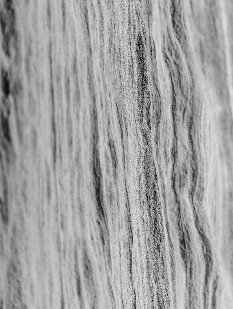 Norwegian Forest Cat front portrait showing tufted ears, thick double coat and chin ruff — ideal framing for AI portrait generation