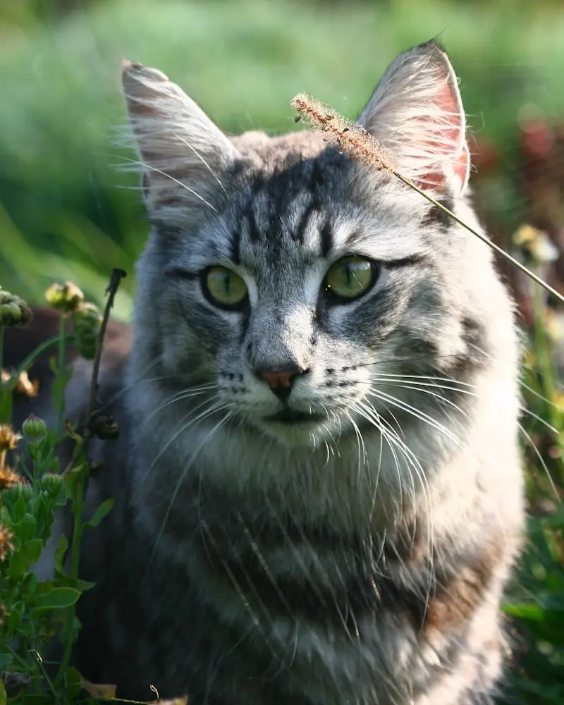 Norwegian Forest Cat portrait