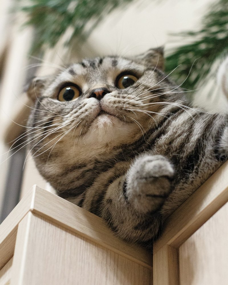 Ocicat yakın çekim benekli tüy deseni ve uyanık ifade portre için hazır detay