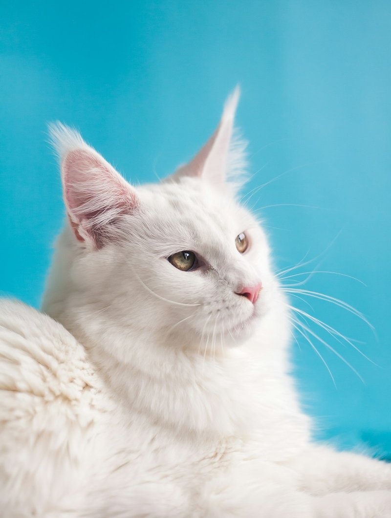 Ocicat üç çeyrek açıda benekli tüy deseni ve kaslı yapı AI portre üretimi için ideal kadraj