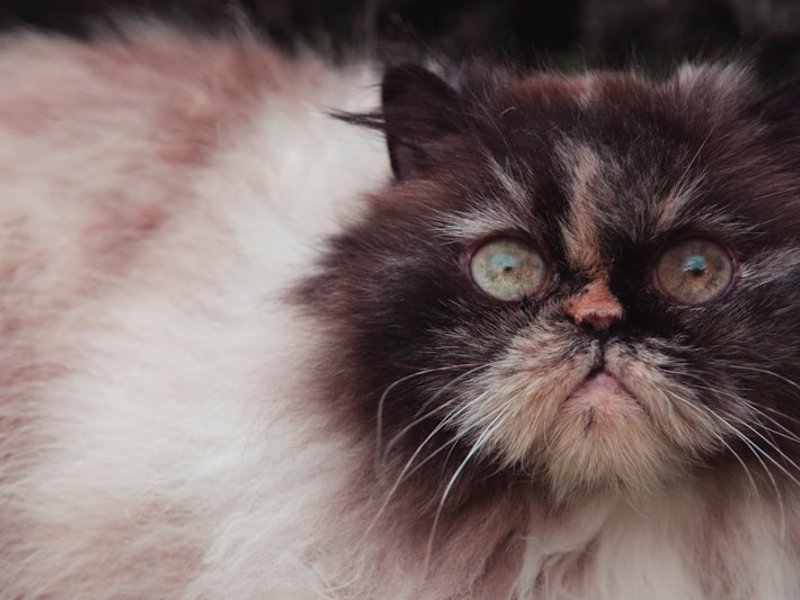 Persian cat with fully groomed long flowing coat in natural window light — best condition for AI portrait upload