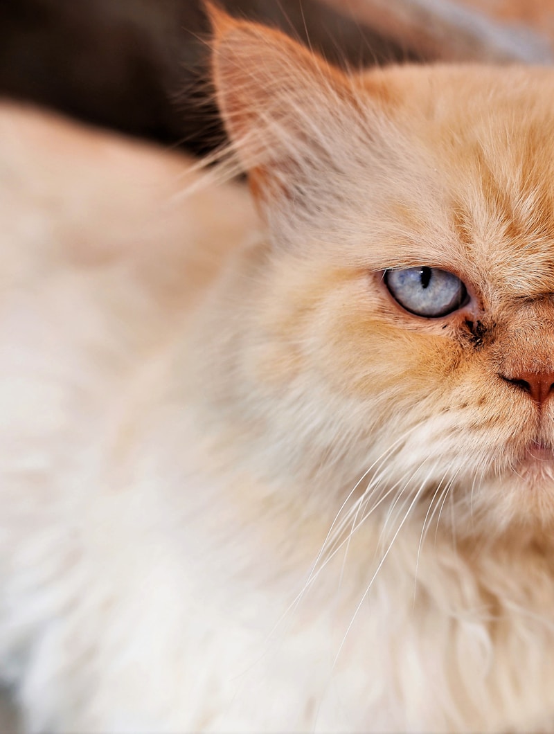 Persian cat front-on portrait showing flat face and large copper eyes — ideal angle for AI portrait generation