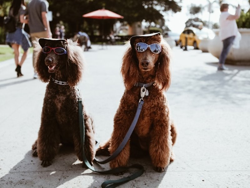 Poodle curly coat close-up showing light and shadow detail between individual curls