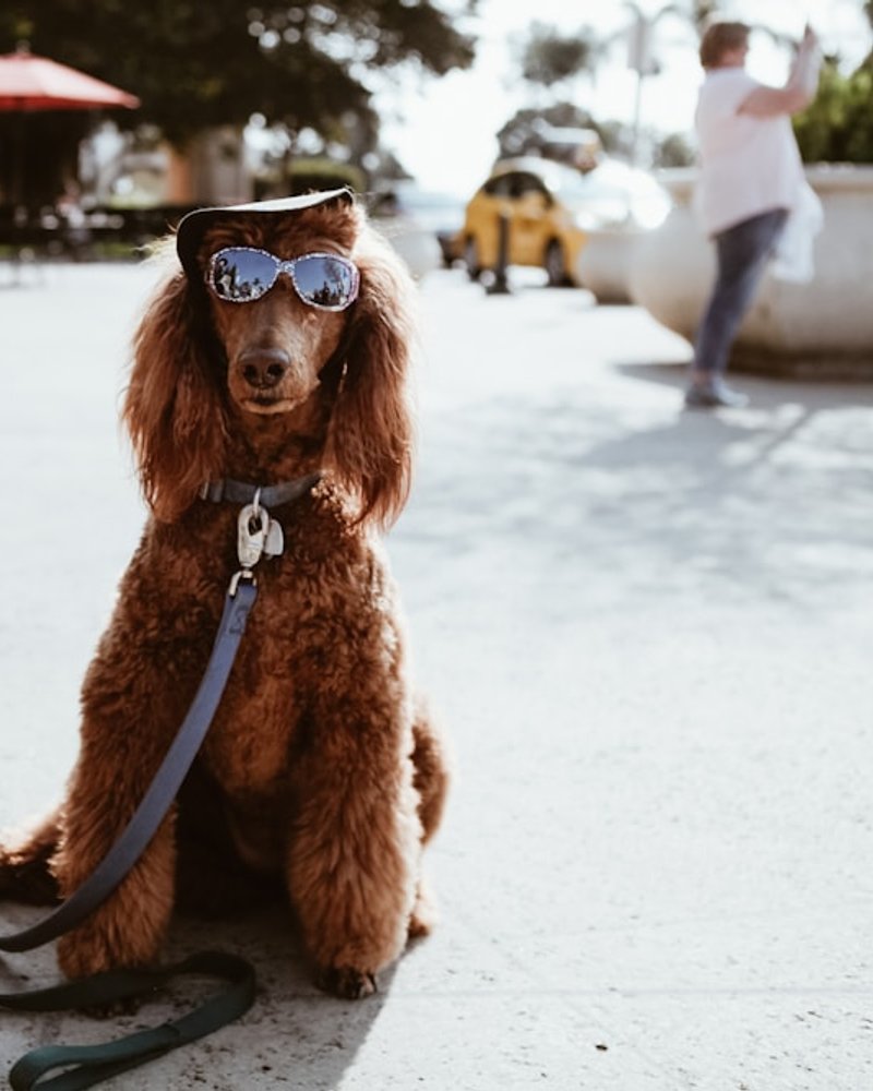 Poodle with natural unclipped coat showing full curly texture — best for AI portrait detail