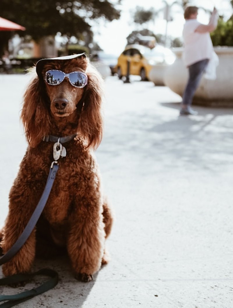Standard Poodle in upright regal pose — ideal for classical AI portrait styles