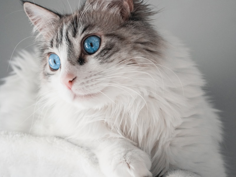 Ragdoll cat close-up showing blue eyes and semi-long silky coat texture for AI portrait reference