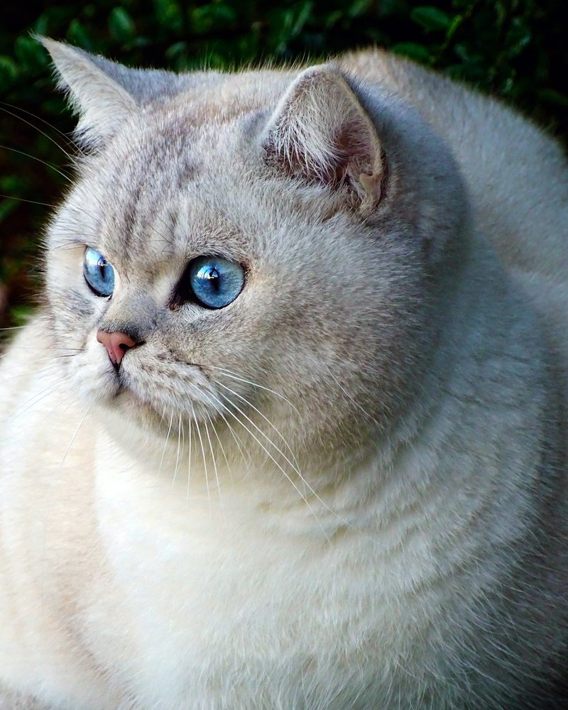 Ragdoll cat in soft diffused window light showing color-point markings and blue eyes