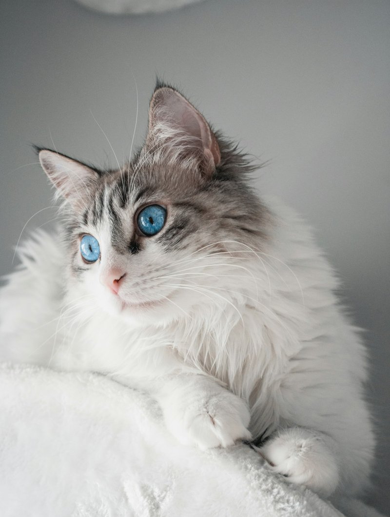 Ragdoll cat with blue eyes at three-quarter angle — ideal framing for AI portrait generation