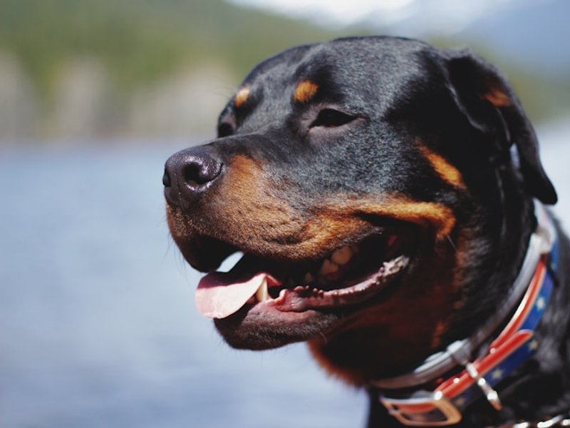 Rottweiler close-up with sharp detail on tan markings and coat texture for AI portrait reference