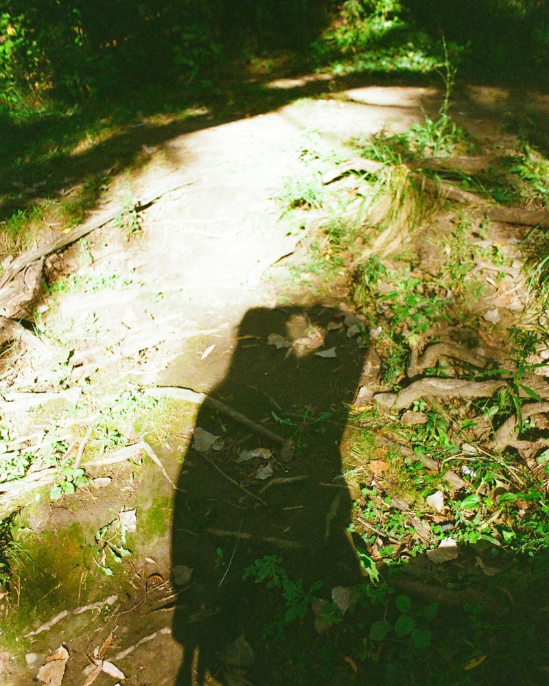 Rottweiler in bright natural light with visible tan markings and relaxed expression