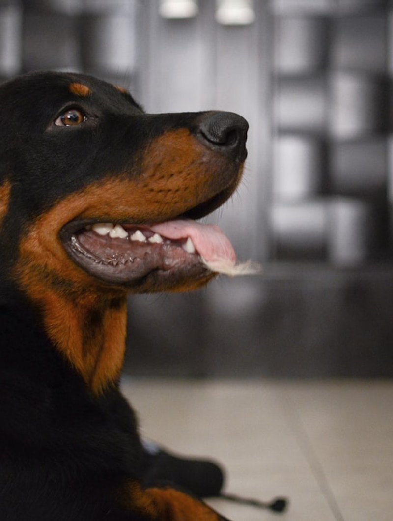 Rottweiler at three-quarter angle showing tan eyebrow markings — ideal framing for AI portrait