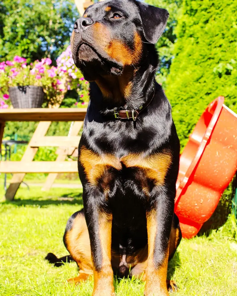 Rottweiler portrait