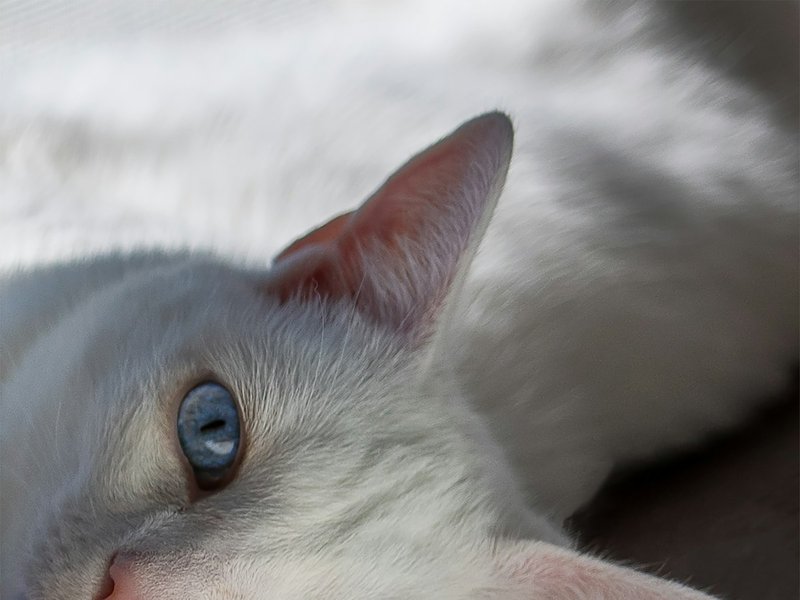 Russian Blue cat coat showing silver-tipped guard hairs shimmering in side-light