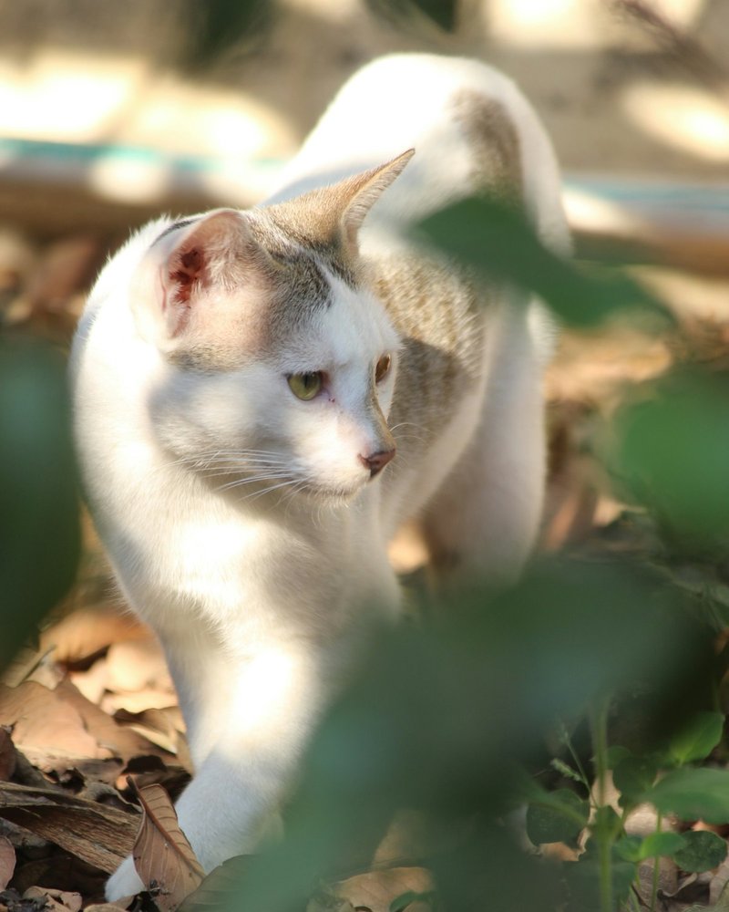 Russian Blue cat close-up showing vivid green eyes with relaxed pupils for AI portrait reference