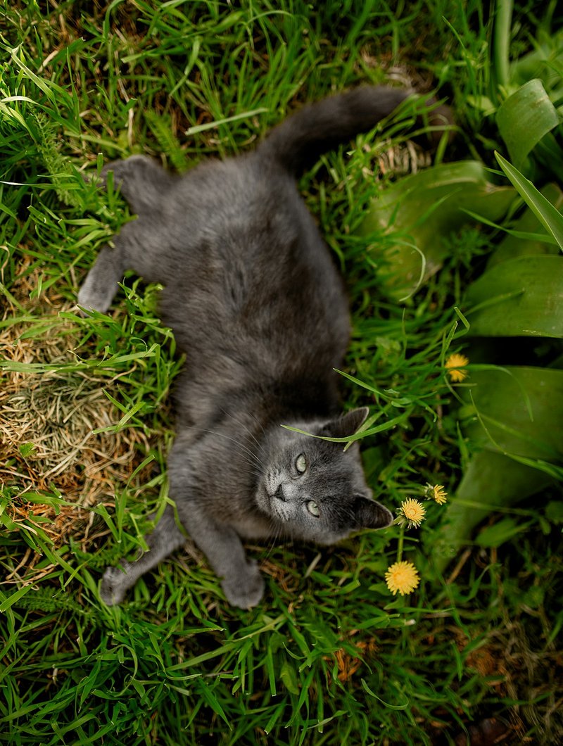 Russian Blue cat showing vivid green eyes against silver-blue coat — ideal contrast for AI portrait generation