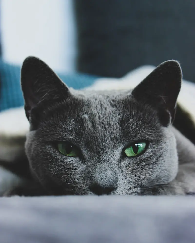 Russian Blue portrait