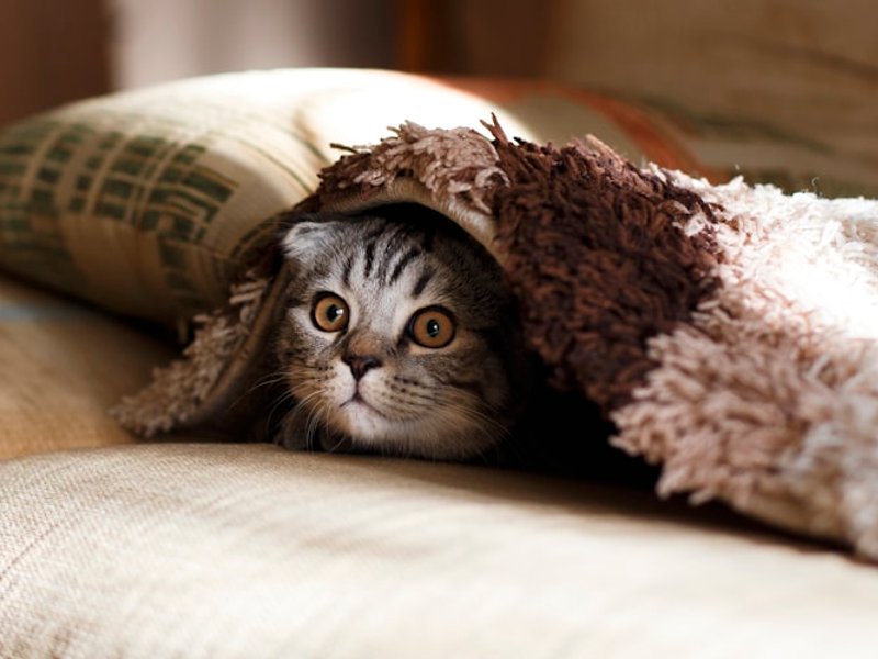 Scottish Fold cat in soft diffused window light showing round eyes with catchlights