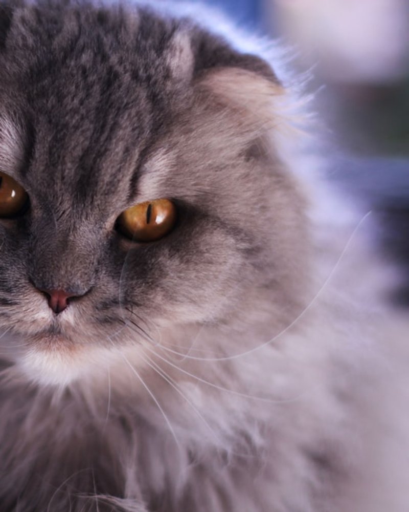 Scottish Fold cat close-up showing folded ear detail and round facial features for AI portrait reference