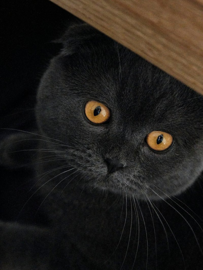 Scottish Fold cat facing camera showing signature folded ears and round face — ideal framing for AI portrait