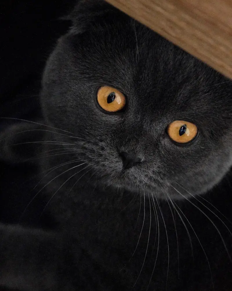 Scottish Fold portrait