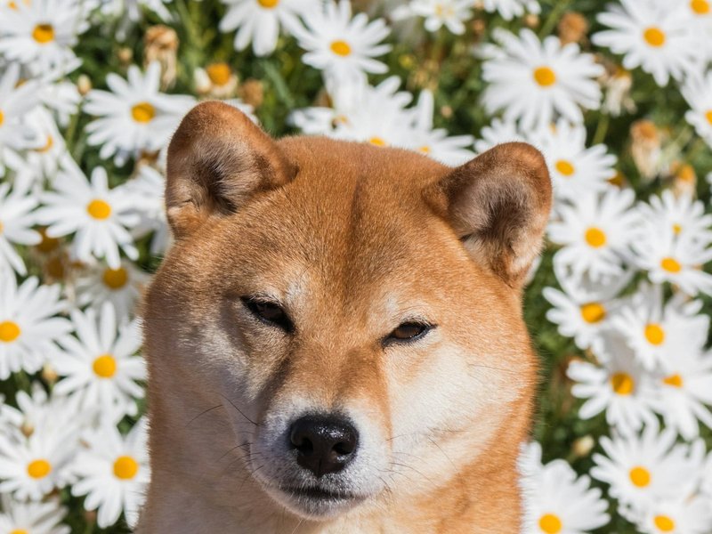 Kırmızı Shiba Inu altın saat ışığında — sıcak tonlar AI portre için ideal