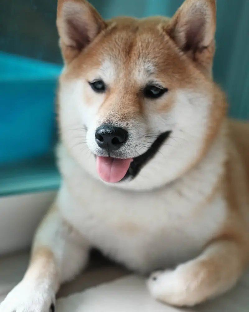 Shiba Inu yakın çekim — tilki yüzü ve dikkatli ifade detaylı