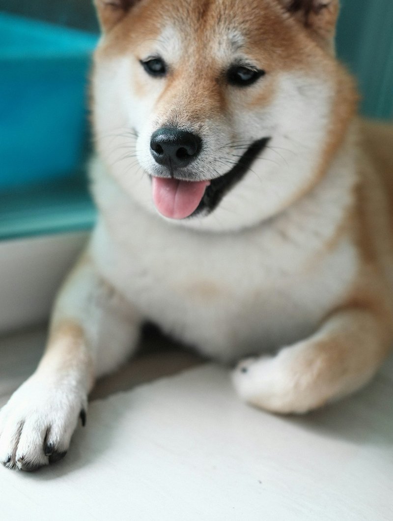 Shiba Inu dik kulaklarla dikkatli bakış — AI portre için ideal poz