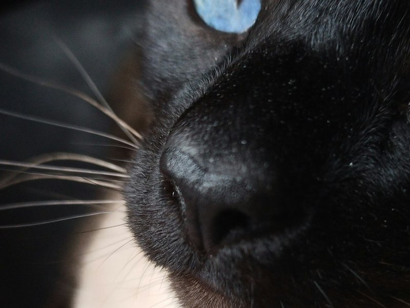 Siamese cat blue eyes in cool neutral light — ideal lighting for AI portrait uploads