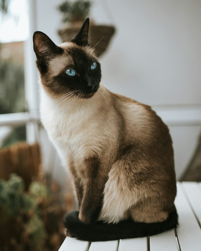 Siamese cat showing seal color points against cream body — clear contrast for AI portrait reference