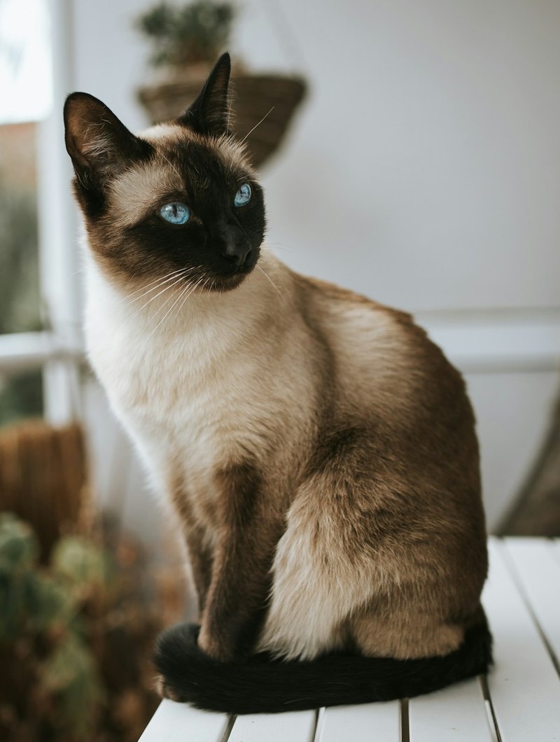 Siamese cat at three-quarter angle showing wedge-shaped head and vivid blue eyes for AI portrait