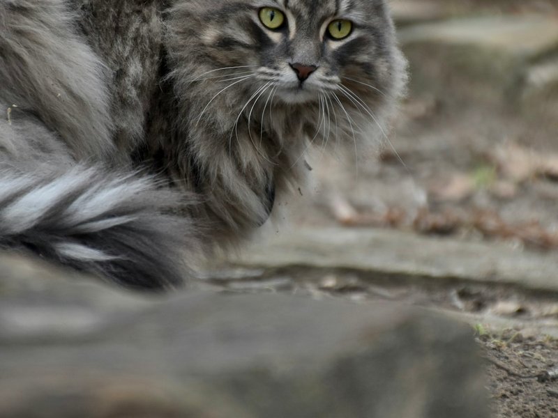 Siberian cat in full winter triple coat with side-lighting showing texture layers and bright green eyes — best condition for AI portrait upload