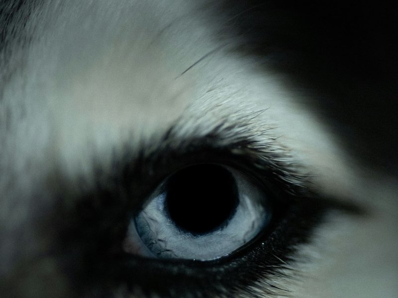 Siberian Husky close-up showing thick double coat texture and blue eyes for AI portrait reference