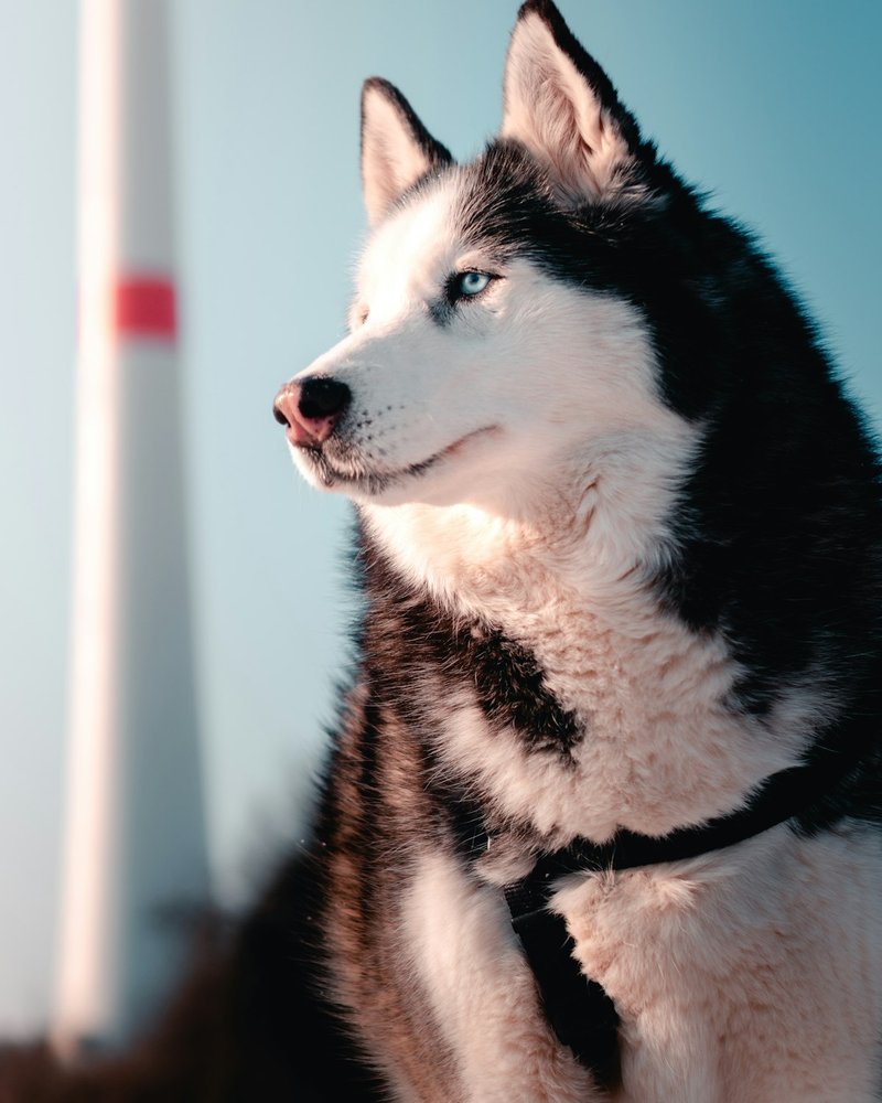 Siberian Husky in cool overcast light — preserving true blue eye color for AI portrait uploads