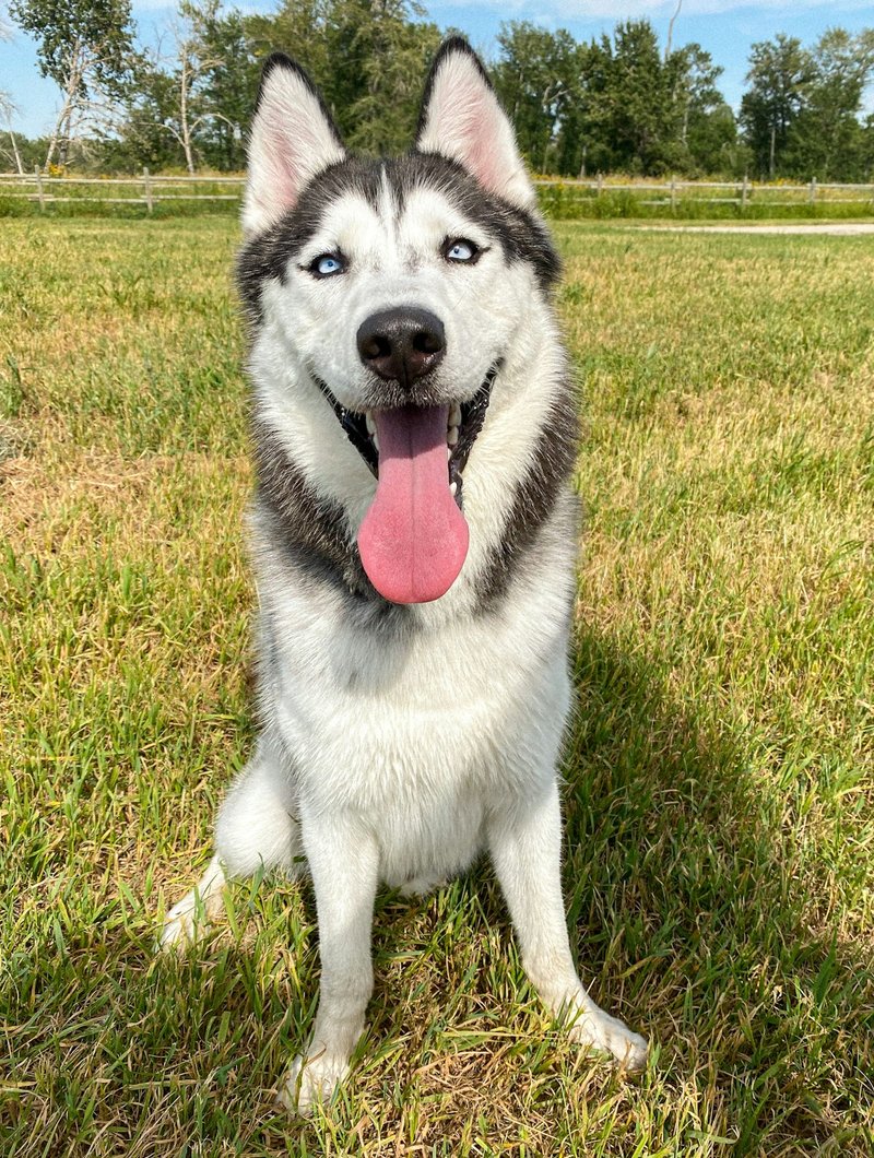 Siberian Husky with blue eyes at three-quarter angle — ideal framing for AI portrait generation