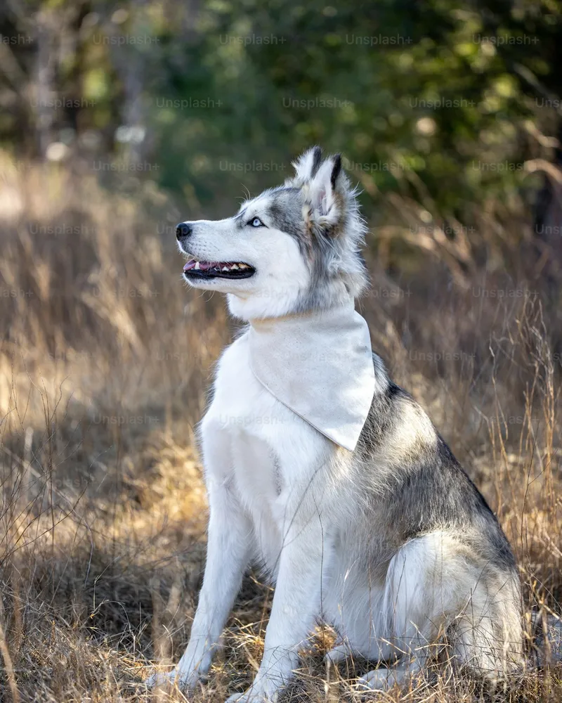 Siberian Husky portrait
